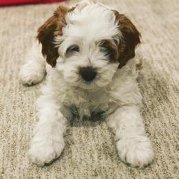 Cavalier King Charles Spaniel and Cavapoo Puppies from KC’s Cavs& Creams