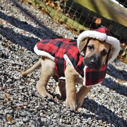 Great Dane Puppies from VanDelft Danes
