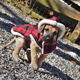 Great Dane Puppies from VanDelft Danes