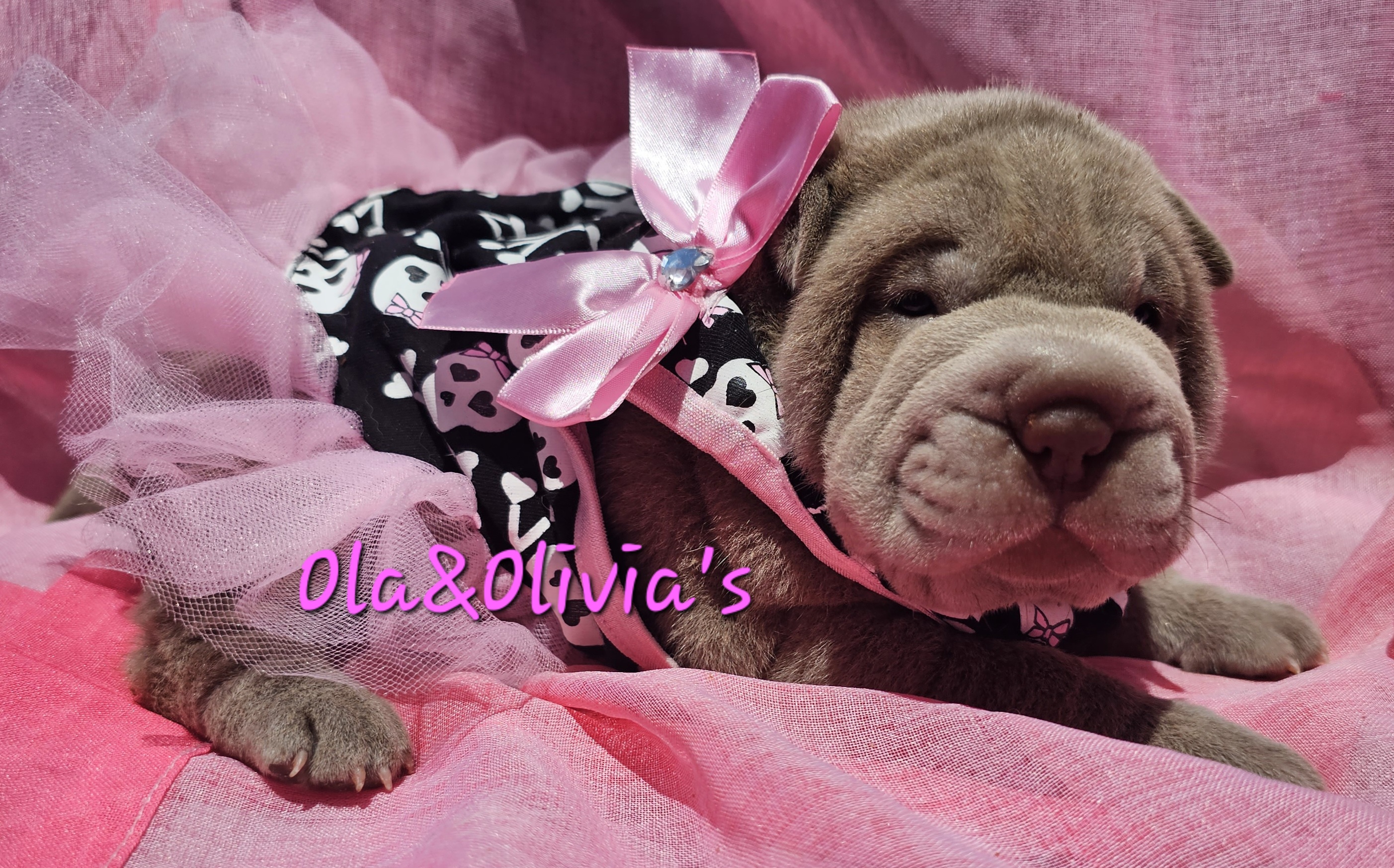 Chinese Shar-Pei Puppies from Zoey's Waggly Tails