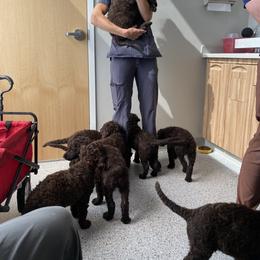 Curly-Coated Retriever Puppies from Betacoil Curly Coated Retrievers
