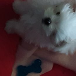 Maltese Puppies from MaltaAngel