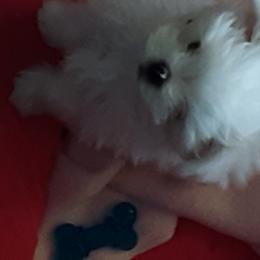 Maltese Puppies from MaltaAngel