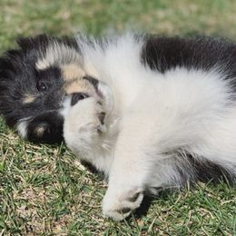 Shetland Sheepdog Puppies from Clermont