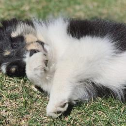 Shetland Sheepdog Puppies from Clermont