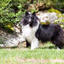 Bia - Shetland Sheepdog