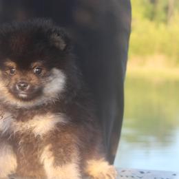 Oro AKC Limited - Black and tan parti male Pomeranian puppy in Andrews, South Carolina from Purple Diamonds Kennel