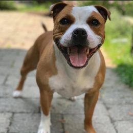 Pumpkin - Staffordshire Bull Terrier