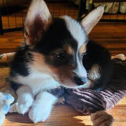 Foxy boy 3 - Black and tan male American Corgi puppy in Hampton, Tennessee from TC Farms Stock Dogs - Miniature Australian Shepherds