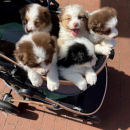 Australian Shepherd Puppies from Sacré-Cœur Australian shepherds