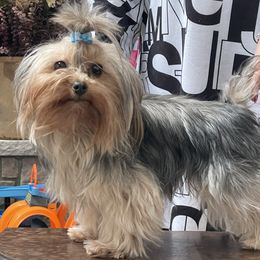 River - Yorkshire Terrier