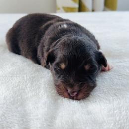 Rosie - Red tri-color female Australian Shepherd puppy in Zwingle, Iowa from Homestead Aussies & Doodles