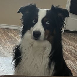 Skeeter - Miniature Australian Shepherd