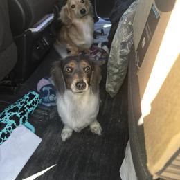 Lady - Dachshund