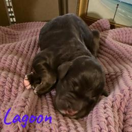 Lagoon - Black tri-color female Aussiedoodle puppy in Ellenburg Center, New York from Kristin's Puppies