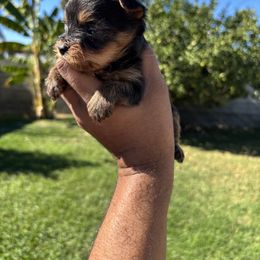 Male3 - Blue and gold male Yorkshire Terrier puppy in Pomona, California from Carbajal Yorkshire Terriers
