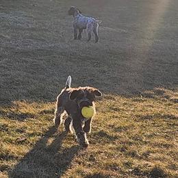 1 - Brown and gray female Wirehaired Pointing Griffon puppy in Clear Spring, Maryland from Moonshine's Wirehaired Pointing Griffons