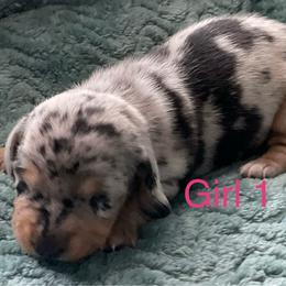 Black and tan girl 1 - Dapple female Dachshund puppy in Paris, Texas from Rolling9dachshunds