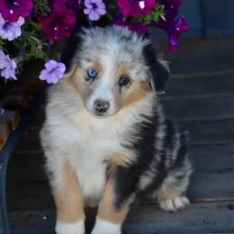 Sadie - Blue merle female Australian Shepherd puppy in Prineville, Oregon from KC’s Aussies