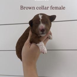 Ember - Red  female Goldendoodle puppy in Rio Linda, California from GoldendoodlePaw