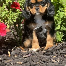 Cavalier King Charles Spaniel Puppies from Mydee Cavaliers