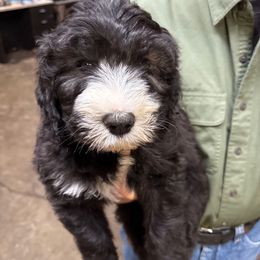 Lil Bear --- blue collar - Black and white male Sheepadoodle puppy in Eleva, Wisconsin from Molly’s Doodles