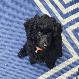 Boy 4 - male Poodle puppy in Palm Harbor, Florida from Amari Miniature Poodles