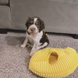 English Springer Spaniel Puppies from Goldridge Springers