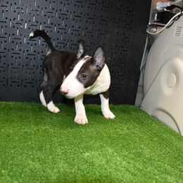 Male pup - Black brindle and white male Miniature Bull Terrier puppy in Fontana, California from JLB Beagles & MBT