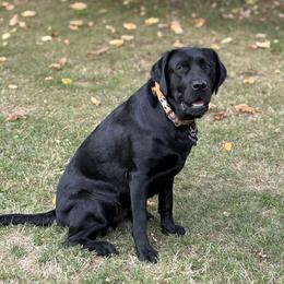 Poko Rose - Labrador Retriever