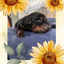 Girl 3 - Black and rust female Doberman Pinscher puppy in Neshkoro, Wisconsin from Sky’s Dobermans
