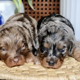 Bernedoodle and Cavapoo Puppies from Lawler’s Legacy Litters