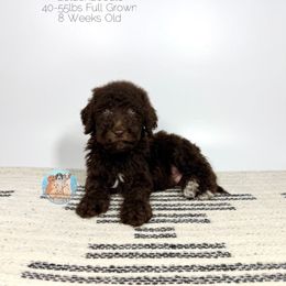 Fudge - Chocolate male Goldendoodle puppy in Southwest Ranches, Florida from Dandy Doodle Ranch