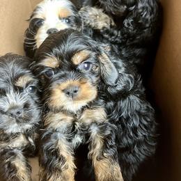 Cocker Spaniel Puppies from Cam’s Cockers