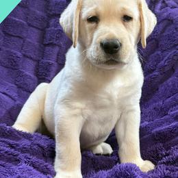 Teal - Yellow male Labrador Retriever puppy in Wilson’s, Virginia from Cedar Hill Farm Labradors