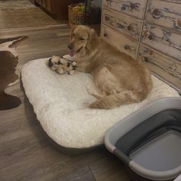 Dolly - Golden Retriever