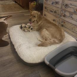 Dolly - Golden Retriever
