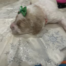 Princess - Parti female Poodle puppy in Mobile, Alabama from Semmy’s Standard Poodle LLC