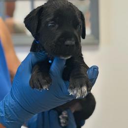 Zeus - Black male Cane Corso puppy in Lubbock, Texas from Hub City Kennel