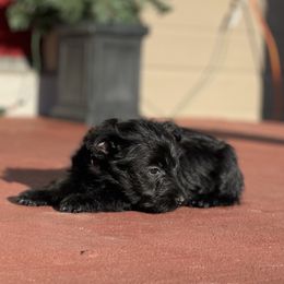 Scottish Terrier Puppies from Heart of America Scotties