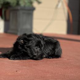 Scottish Terrier Puppies from Heart of America Scotties