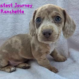 Dachshund Puppies from Greatest Journey Ranchette
