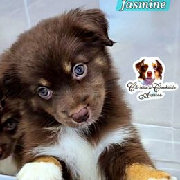 Jasmine - Red tri female Miniature Australian Shepherd puppy in Punta Gorda, Florida from Christie's Creekside Aussies