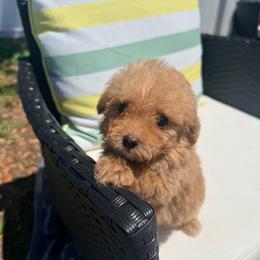 Sheen - Apricot male Poodle puppy in Uniondale, New York from Poodles Are Mixy