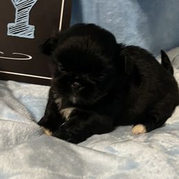 Koji - Black Pekingese puppy in Cumming, Georgia from Imperial Pekingese