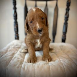 Boy 2 - Red  male Goldendoodle puppy in Mattawan, Michigan from Doodifuldoods