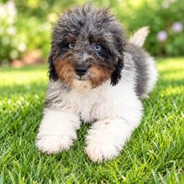 Hook - Blue merle male Aussiedoodle puppy in Factoryville, Pennsylvania from North Mountain Doodles