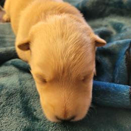 Red Male 1 Archie - Wheaten male Scottish Terrier puppy in Carson City, Nevada from McCulley's Battle Born Scotties