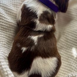 English Springer Spaniel Puppies from Sparks Springer Spaniels