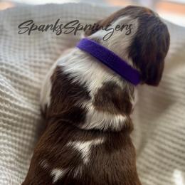 English Springer Spaniel Puppies from Sparks Springer Spaniels